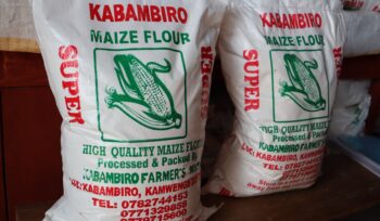 Parked maize flour that is processed by Kabambiro farmers