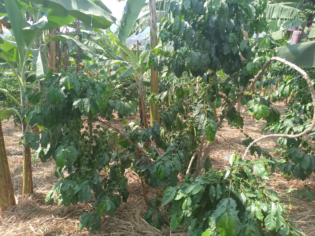 This image has an empty alt attribute; its file name is WhatsApp-Image-2024-09-24-at-8.35.50-AM-1-1024x768.jpeg